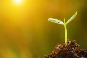 seedling sprouted